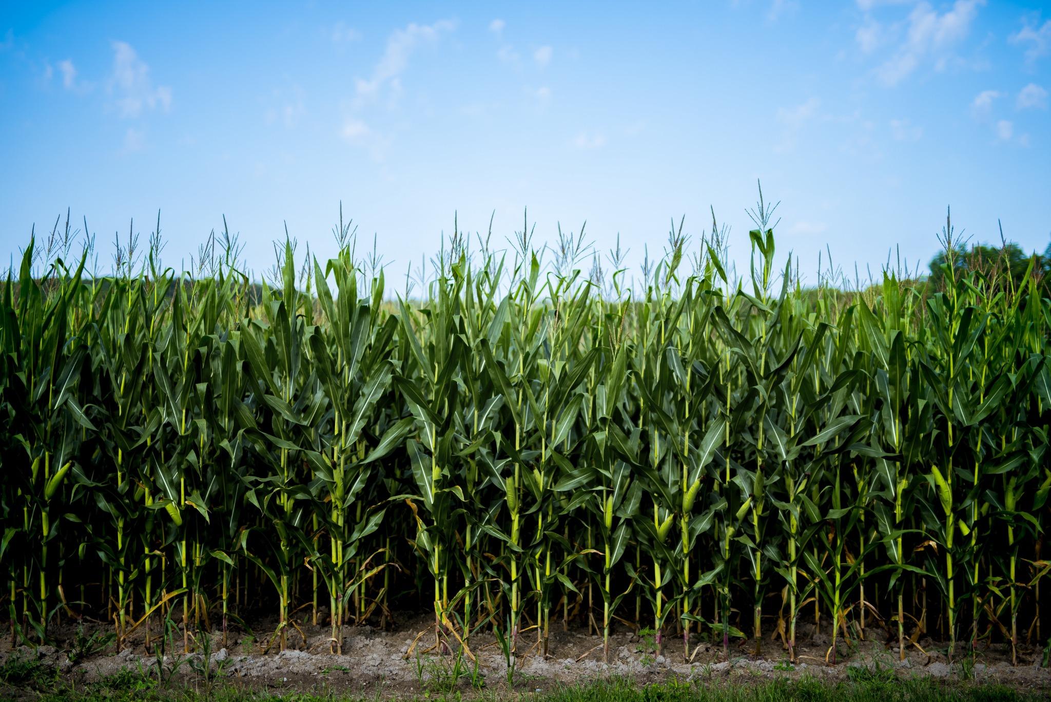 Maize field, representing Kenya's crop production landscape