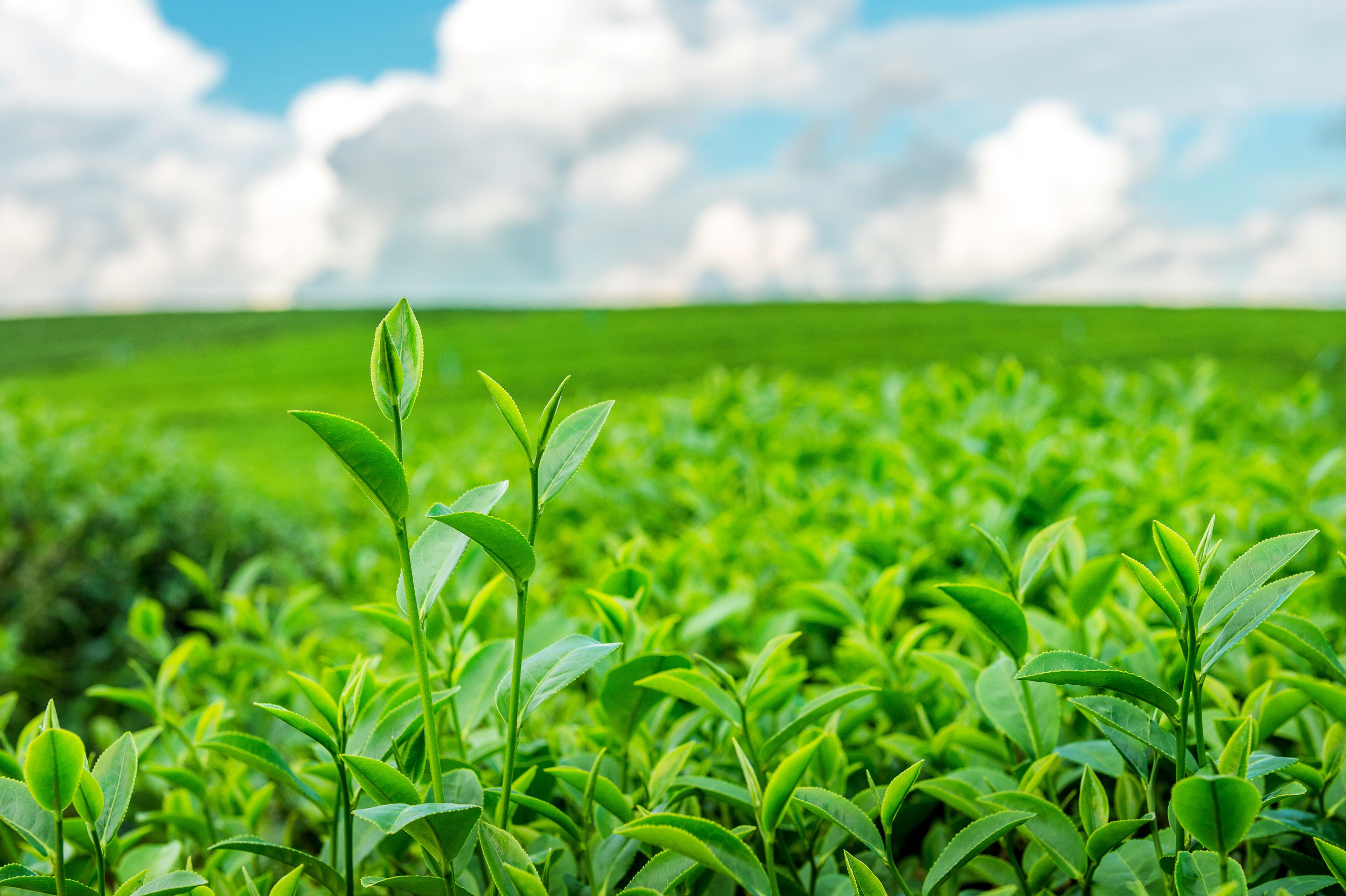 Green tea bud leaves in a tea plantation in the morning