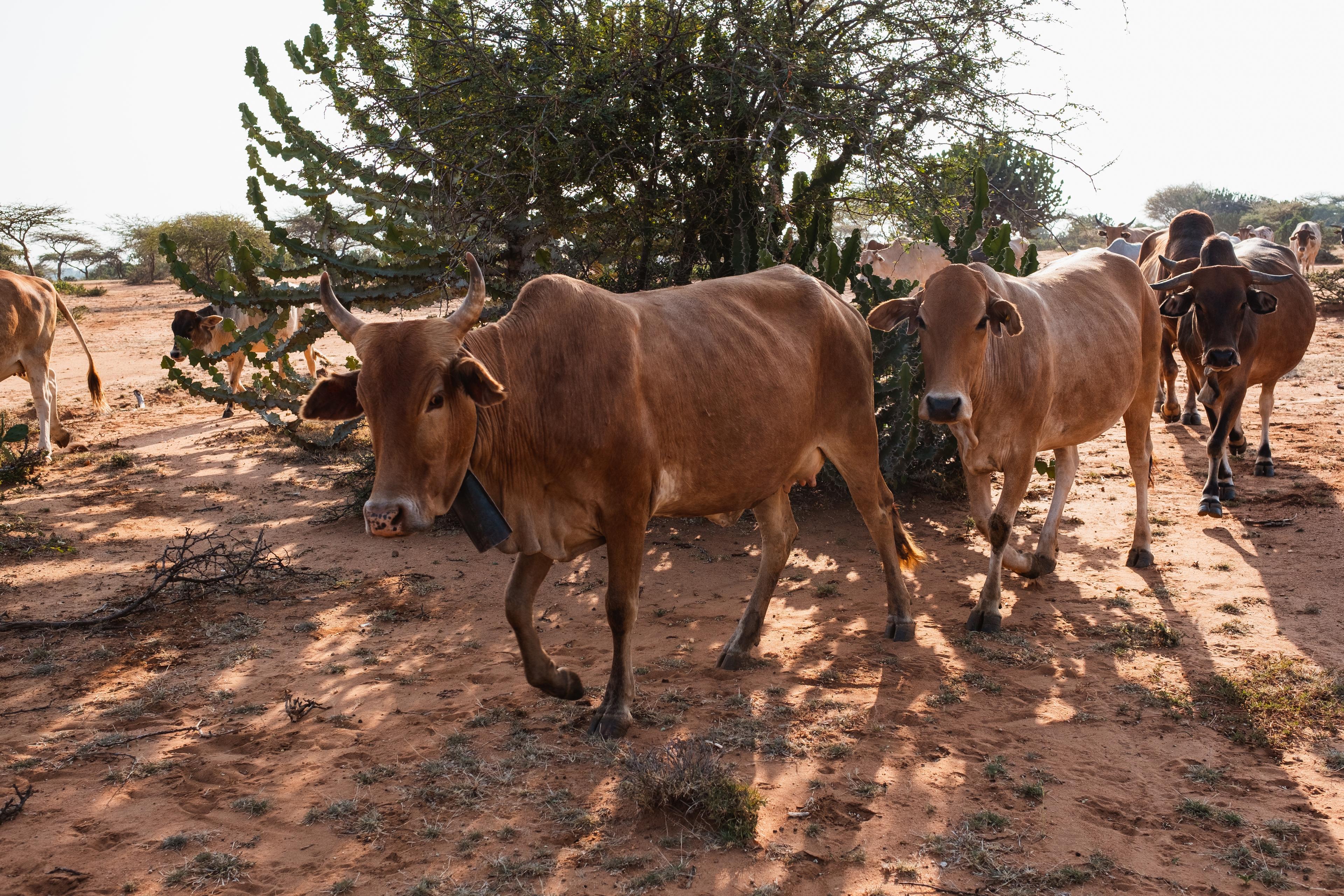 Cow eating feed in a livestock production setting