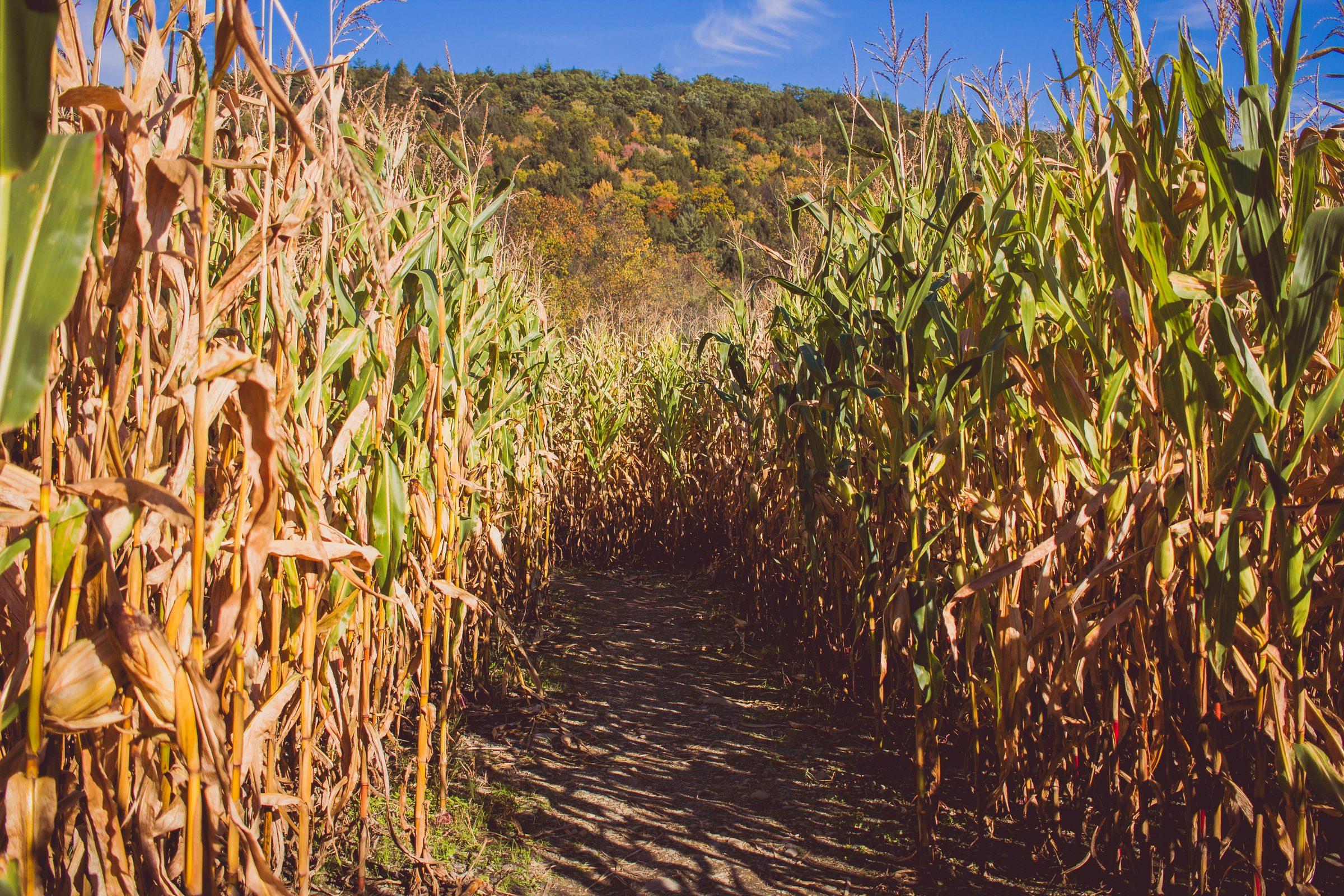 Road through a sugar cane field on a sunny day with mountains in the background